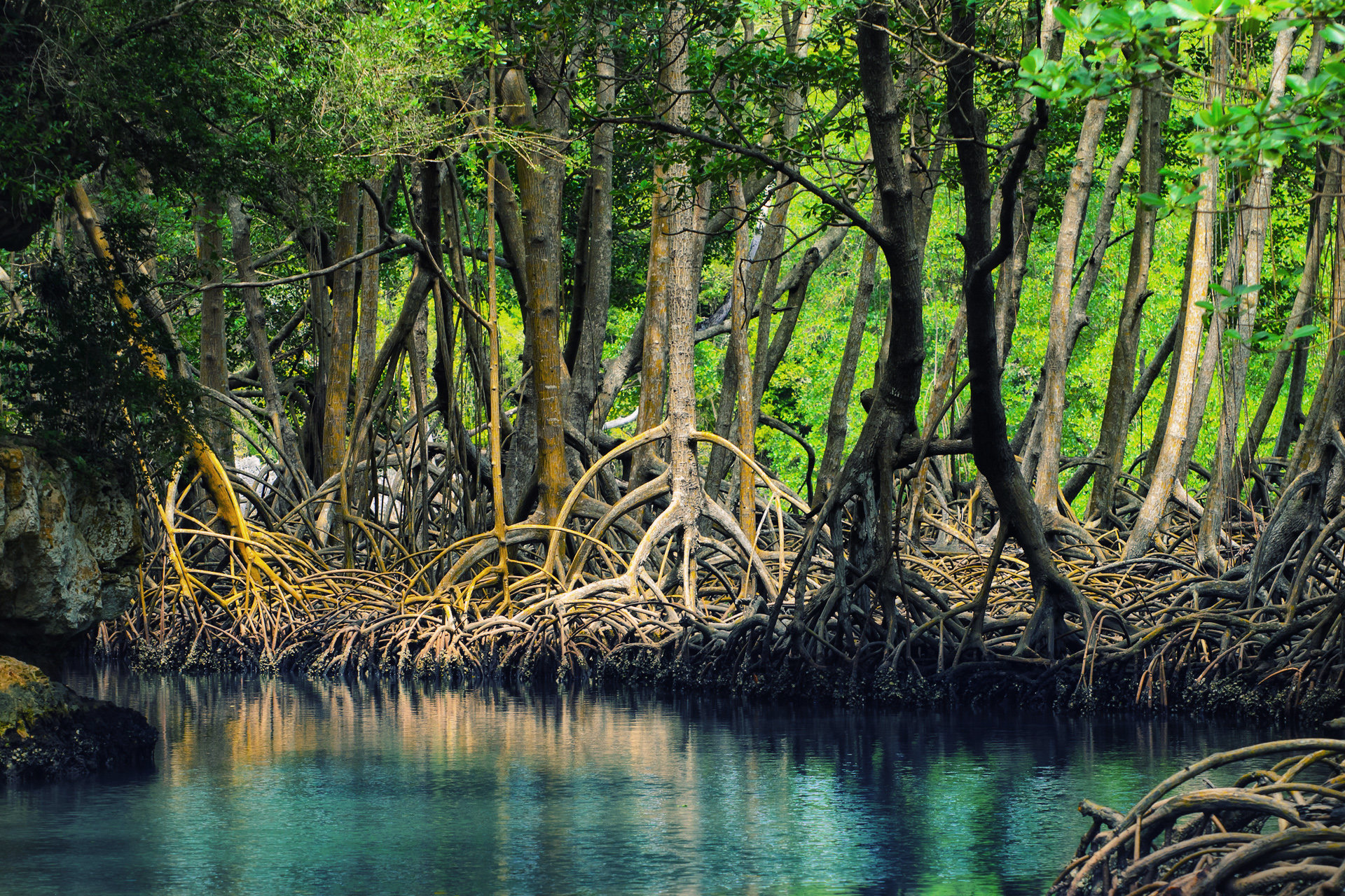 Hasil gambar untuk hutan bakau