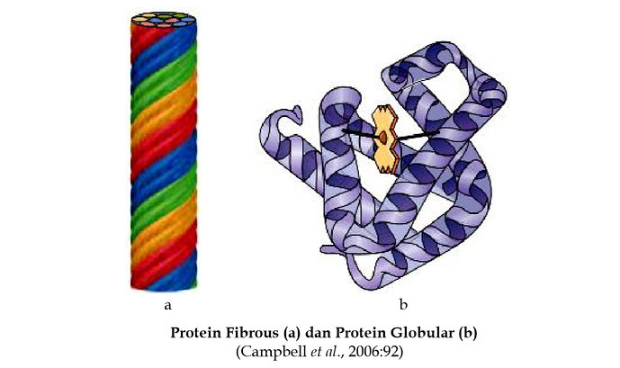 protein fibrous dan globular