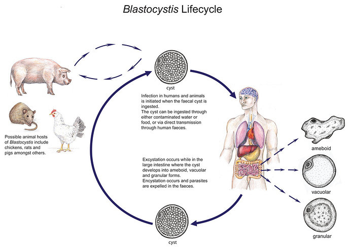 Blastocystis hominis
