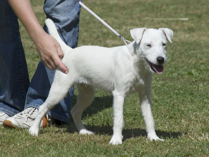 06070946_Parson_Russell_Terrier_white1