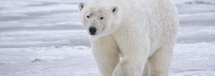 Polar_Bear_-_Alaska