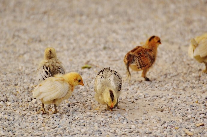 white-and-yellow-chicks-on-pebble-covered-ground-162226