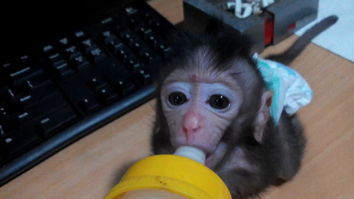 Bagaimana cara merawat bayi monyet yang baik Hewan  