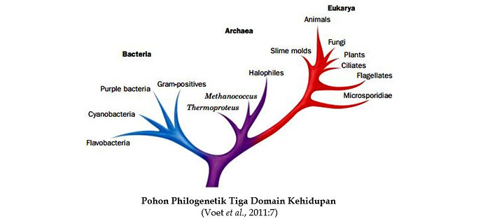 philogenetic tree