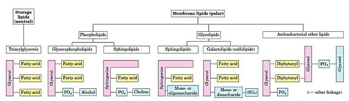Beberapa Tipe Lipid yang Berfungsi sebagai Cadangan Makanan dan Membran