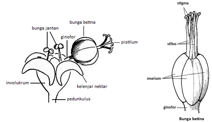 Bunga Cyathium pada Tumbuhan Euphorbia