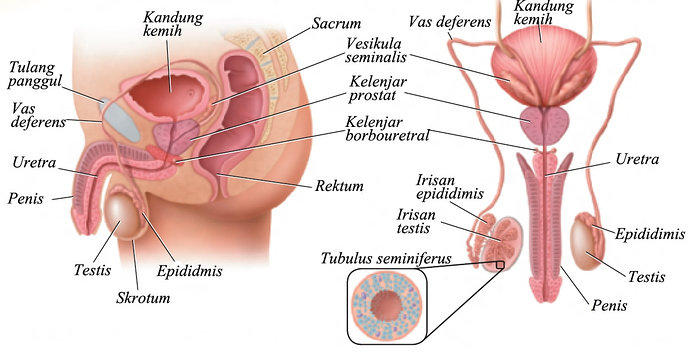 Sistem reproduksi atau sistem genital