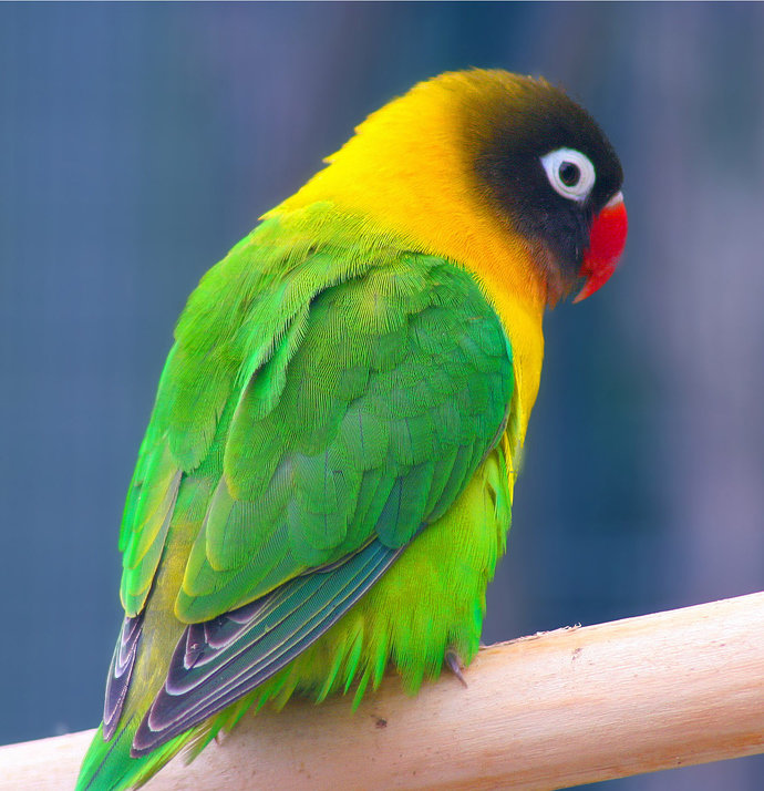 Masked_Lovebird_(Agapornis_personata)_-Auckland_Zoo