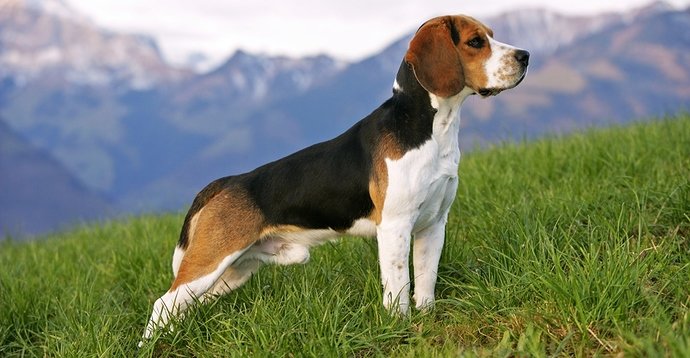 anjing-Beagle