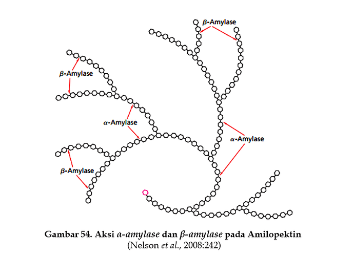 alpha dan beta amylase pada amilopektin