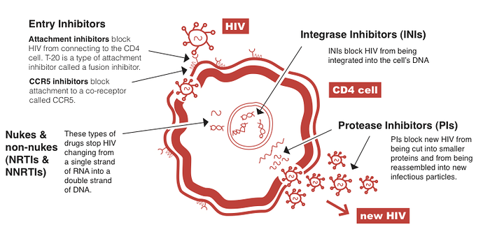 Siklus hidup Human Immunodeficiency Virus (HIV)