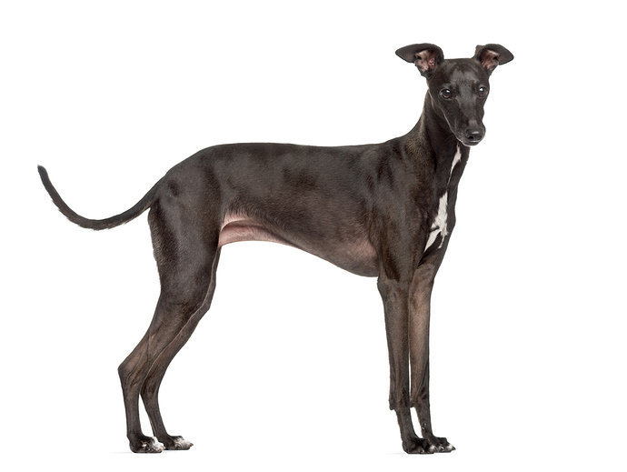 greyhound-5