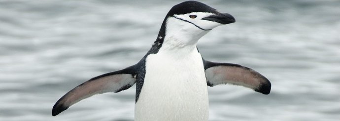 penguin-chinstrap