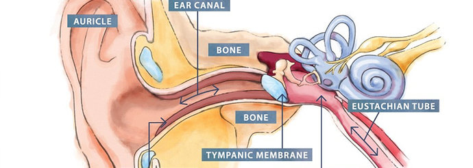 struktur telinga manusia