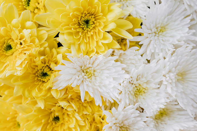 white-and-yellow-flowers-4467136