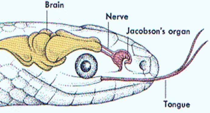 organ jacobson