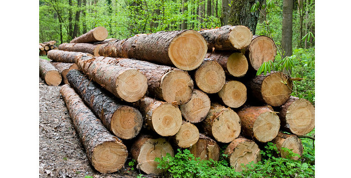 wooden log