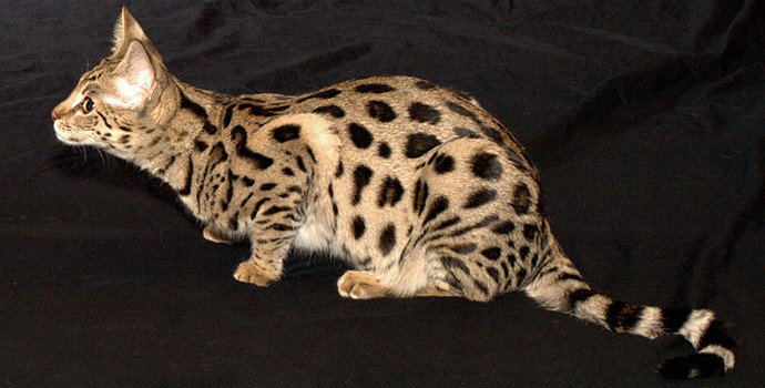 Kucing Savannah