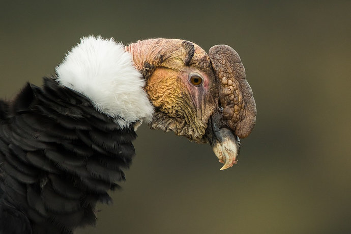 Burung kondor Andes
