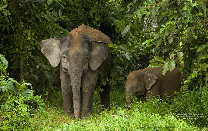 Gajah Kerdil Kalimantan