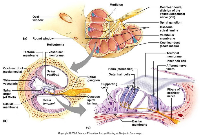 Anatomi Telinga Bagian Dalam