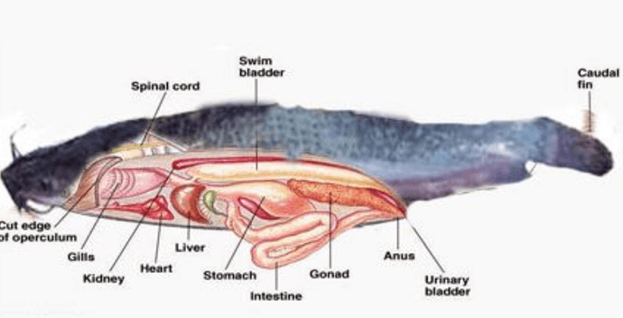 anatomi ikan