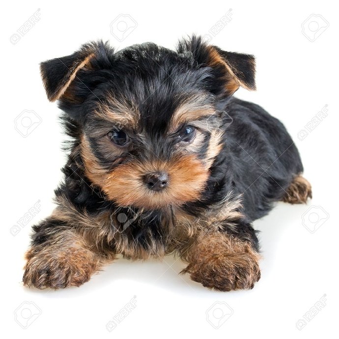 6357850-small-yorkshire-terrier-puppy-on-white-background