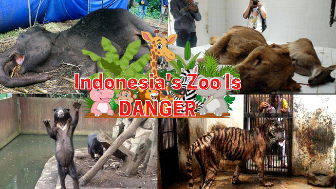 Indonesia's Zoo Is DANGER
