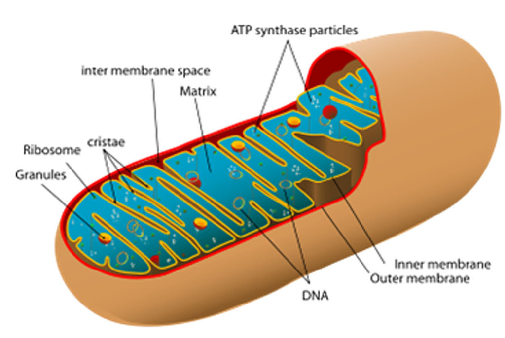 Bagaimana Sistem Endomembran? - Biologi - Dictio Community