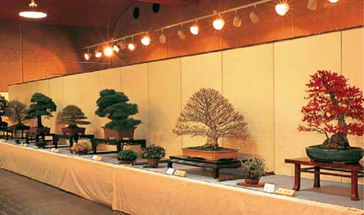 Tanaman Bonsai