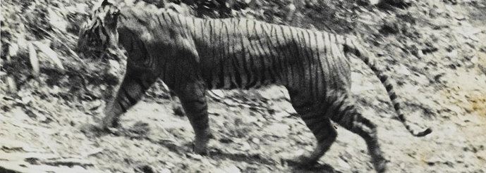 harimau Jawa