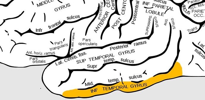 inferior temporal gyrus