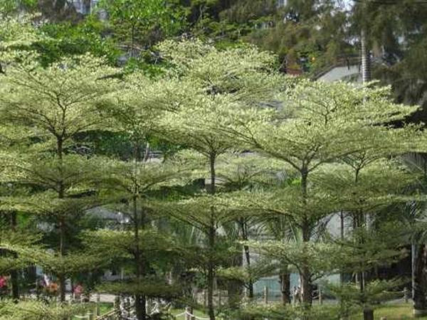 Bagaimana menata taman dengan menggunakan tanaman Ketapang Kencana ( Terminalia