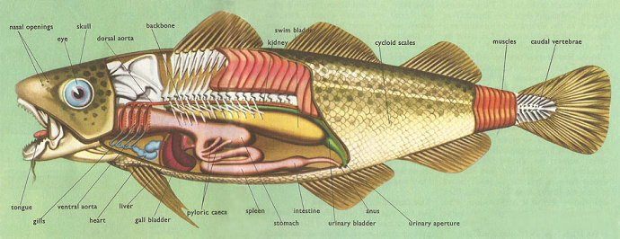 Anatomi ikan
