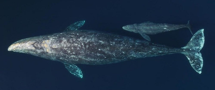 Ikan paus Gray Whale