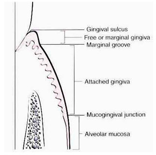 Anatomi Gingiva