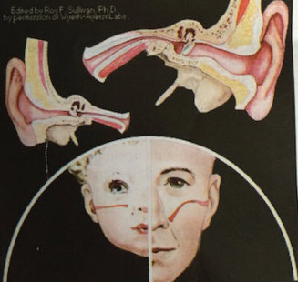 Anatomi tuba pada anak dan pada dewasa