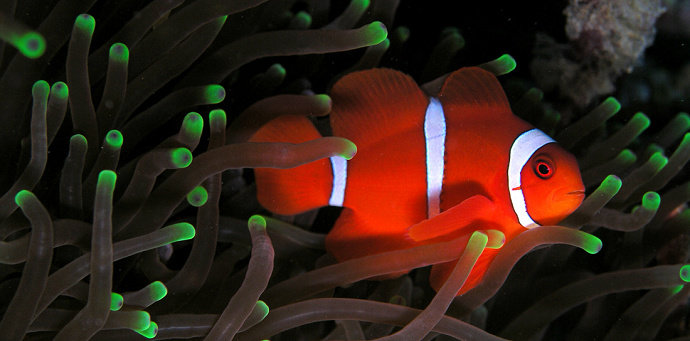 Ikan Nemo Premnas Biaculeatus