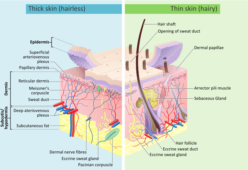 Bagaimana anatomi kulit manusia? - Ilmu Kedokteran - Dictio Community