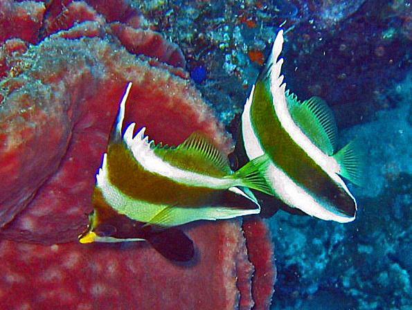 Threeband pennantfish, threeband bannerfish atau pennant bannerfish (Heniochus chrysostomus)