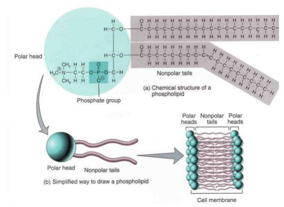 Struktur Fosfolipid