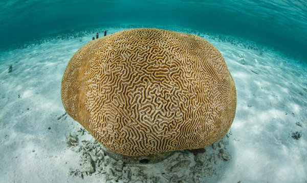 terumbu karang Brain Coral