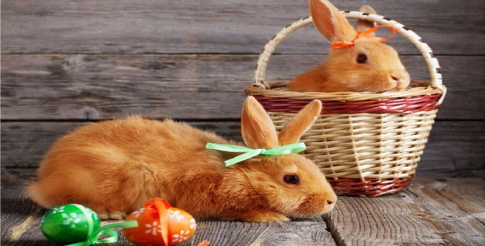 Apa yang Anda ketahui tentang asal-usul kelinci ?