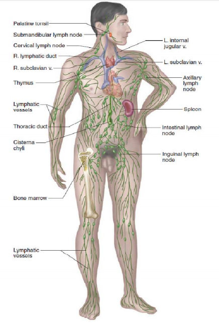Sistem limfatik