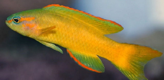 Ikan Golden Basslet