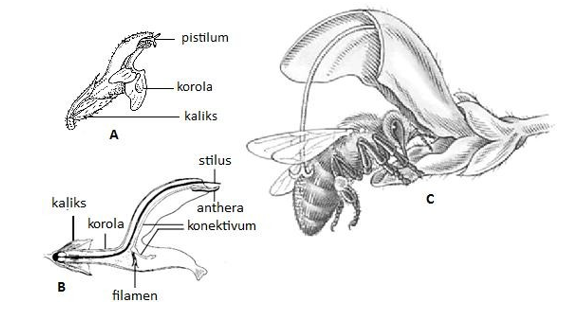 Bunga Salvia yang Sangat Termodifikasi dan Terspesialisasi untuk Dipolinasi oleh Lebah