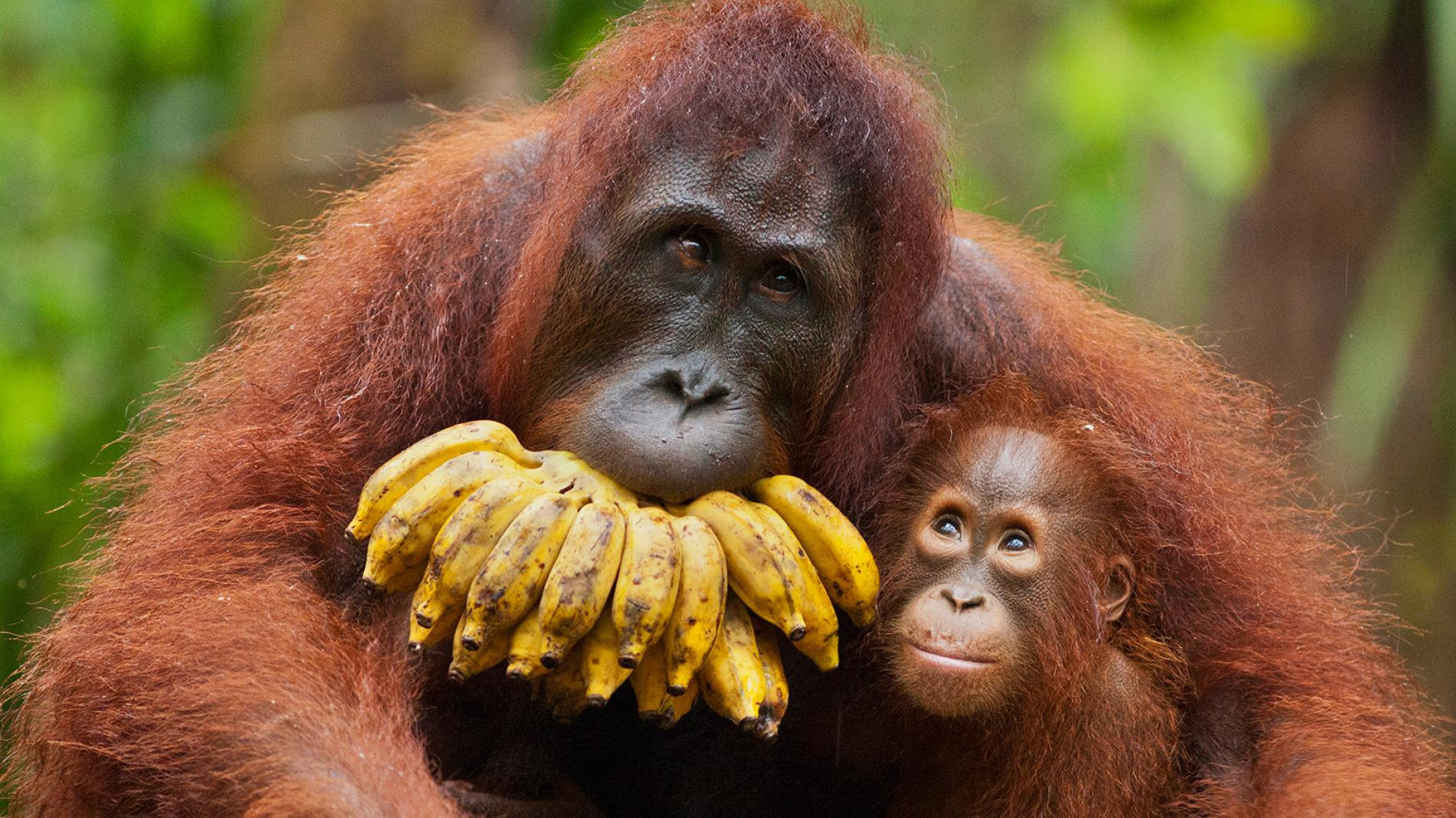 Penyakit apa saja yang  menjangkit Orangutan Diskusi 