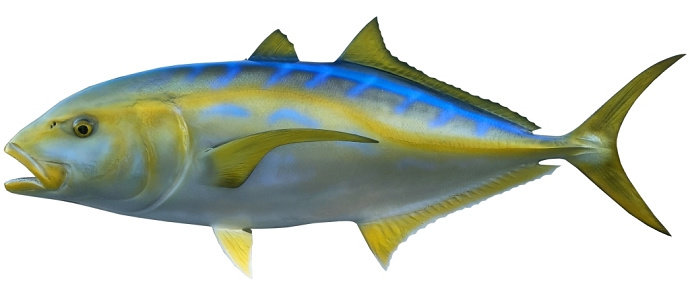 Ikan Kuwe Kuning