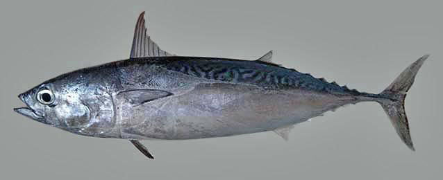 Auxis thazard atau Frigate Tuna