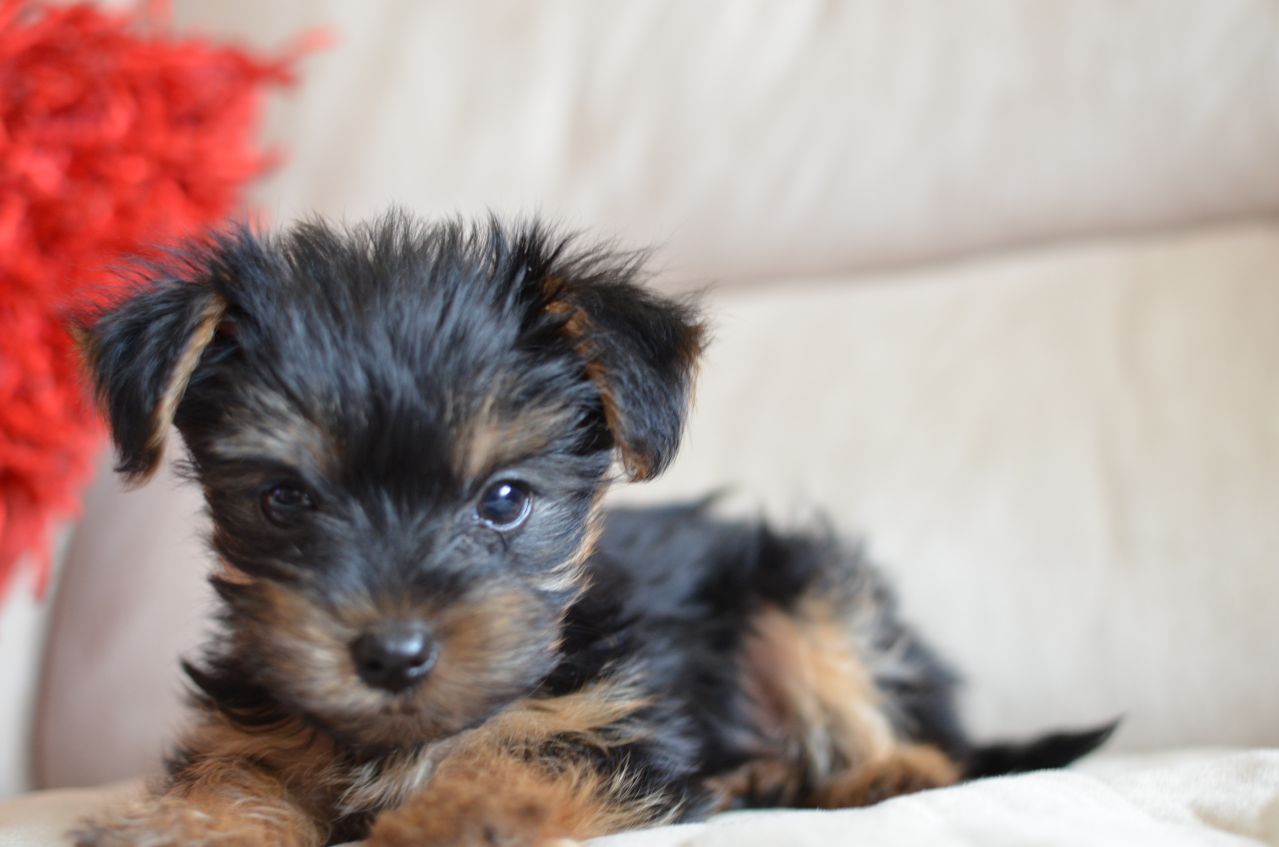 yorkshire-terrier-puppies-1-girl-left-518d2bb069fe8